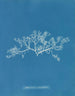 Sphaerococcus coronopifolius - Anna Atkins — vista de la obra