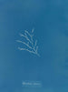 Sporochnus cabrer - Anna Atkins — vista de la obra