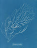 Rhizodes de Sporochnus - Anna Atkins — vista de la obra