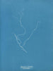 Sporochnus rhizodes - Anna Atkins — artwork view