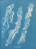 Ulva bullosa - Anna Atkins — vista de la obra