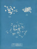 Ulva crispa A - Anna Atkins — vista de la obra