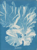 Un árbol muy grande - Anna Atkins — vista de la obra