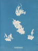 Puerto deportivo de Vaucheria - Anna Atkins — vista de la obra