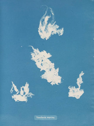 Anna Atkins - Vaucheria marina.webp