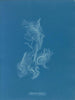 Zygnema brillante - Anna Atkins — vista de la obra