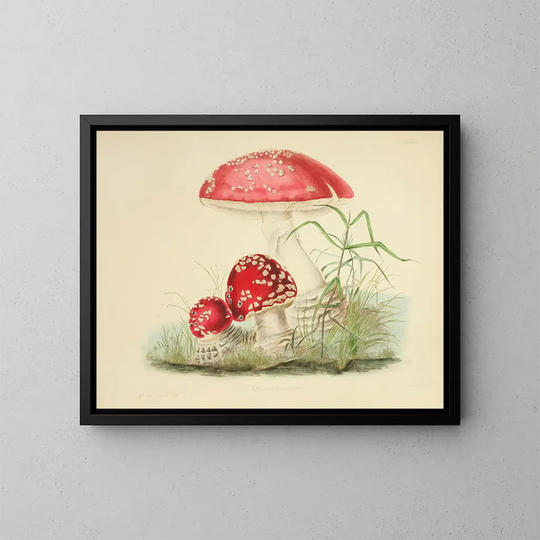 Ilustraciones de la micología británica Pl01 - Anna Maria Hussey — cuadro enmarcado en la pared