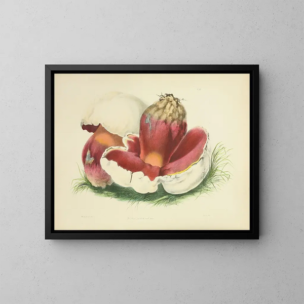 Ilustraciones de la micología británica Pl07 - Anna Maria Hussey — cuadro enmarcado en la pared