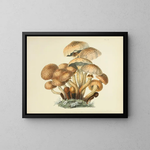 Ilustraciones de micología británica Pl08 - Anna Maria Hussey — cuadro enmarcado en la pared