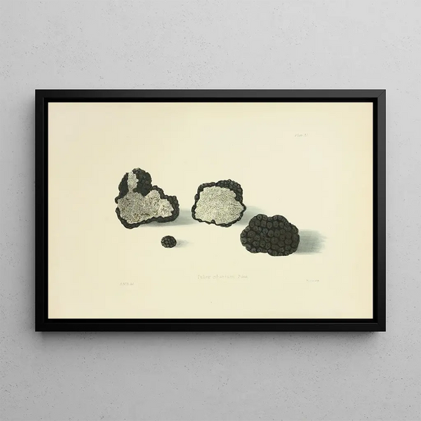 Anna Maria Hussey - Illustrations of British mycology Pl11.webp