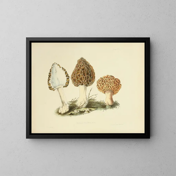 Ilustraciones de la micología británica Pl13 - Anna Maria Hussey — cuadro enmarcado en la pared