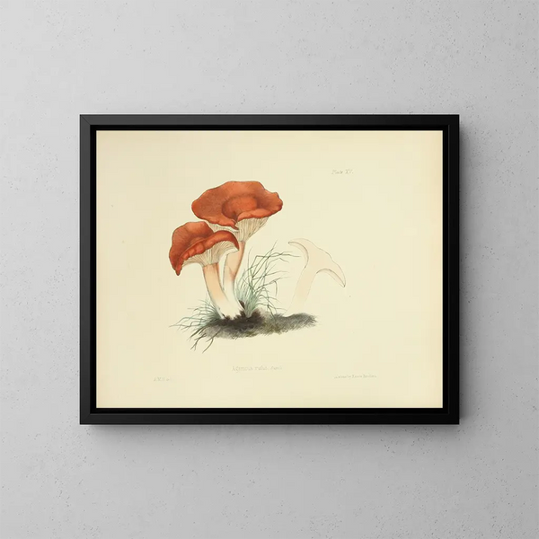 Ilustraciones de la micología británica Pl15 - Anna Maria Hussey — cuadro enmarcado en la pared