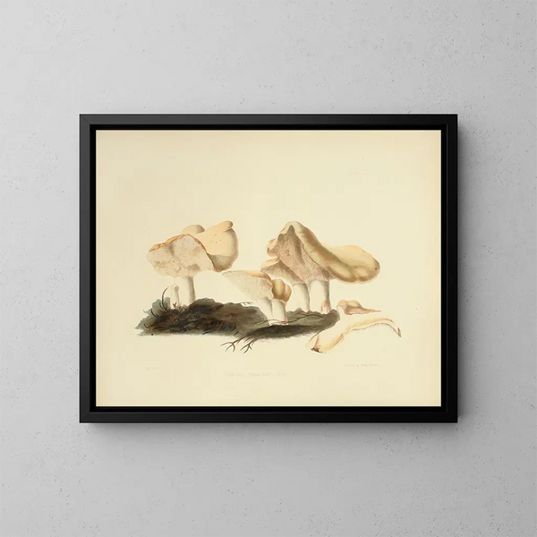 Ilustraciones de la micología británica Pl16 - Anna Maria Hussey — cuadro enmarcado en la pared