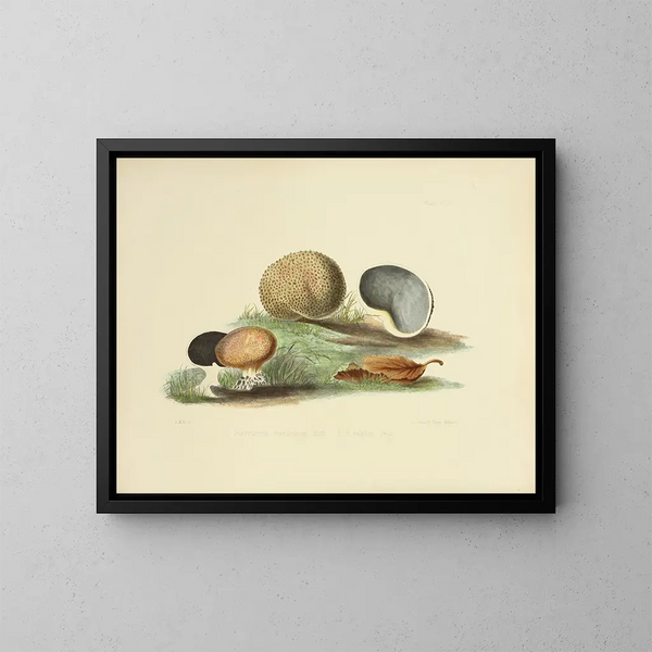 Ilustraciones de la micología británica Pl17 - Anna Maria Hussey — cuadro enmarcado en la pared
