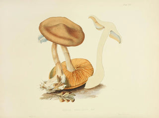 Anna Maria Hussey - Illustrations of British mycology Pl19.webp