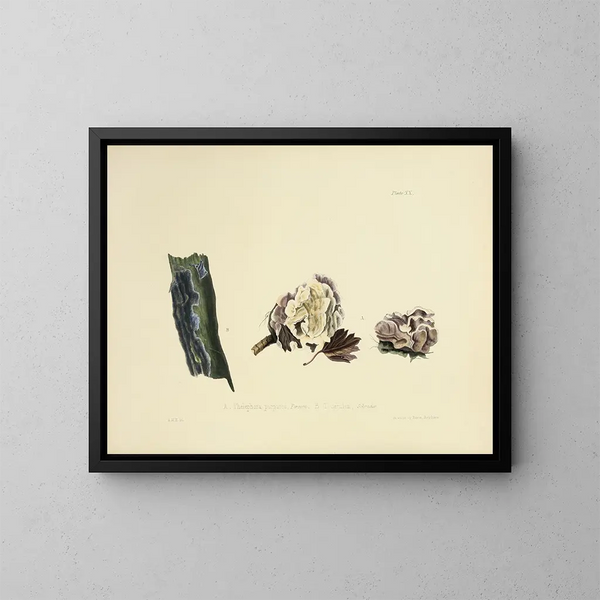 Ilustraciones de la micología británica Pl20 - Anna Maria Hussey — cuadro enmarcado en la pared