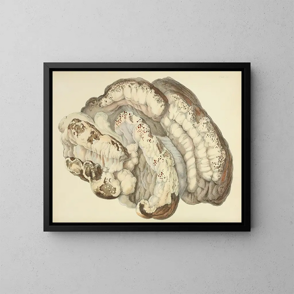 Ilustraciones de la micología británica Pl21 - Anna Maria Hussey — cuadro enmarcado en la pared