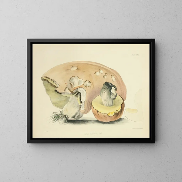 Ilustraciones de la micología británica Pl22 - Anna Maria Hussey — cuadro enmarcado en la pared