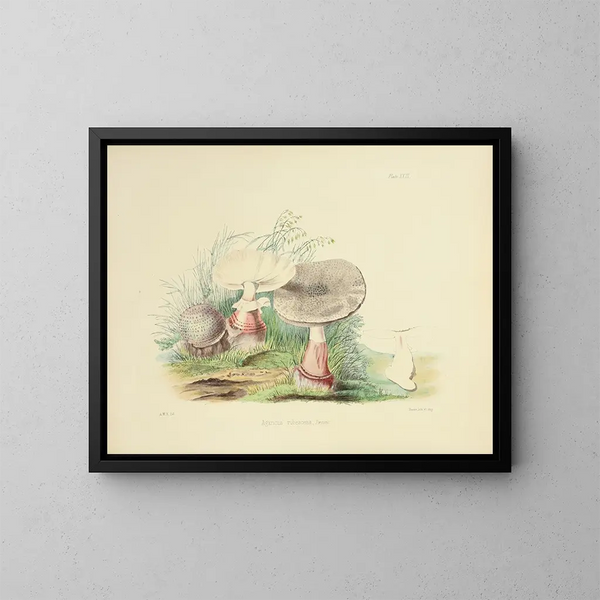Ilustraciones de la micología británica Pl23 - Anna Maria Hussey — cuadro enmarcado en la pared