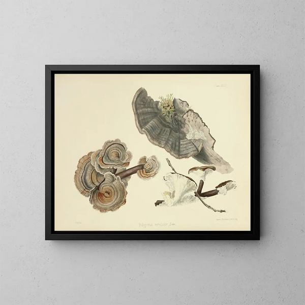 Ilustraciones de la micología británica Pl24 - Anna Maria Hussey — cuadro enmarcado en la pared