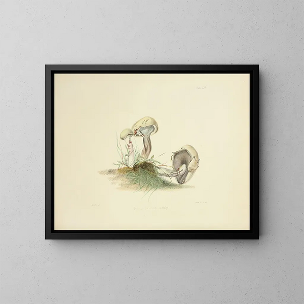 Ilustraciones de micología británica Pl25 - Anna Maria Hussey — cuadro enmarcado en la pared