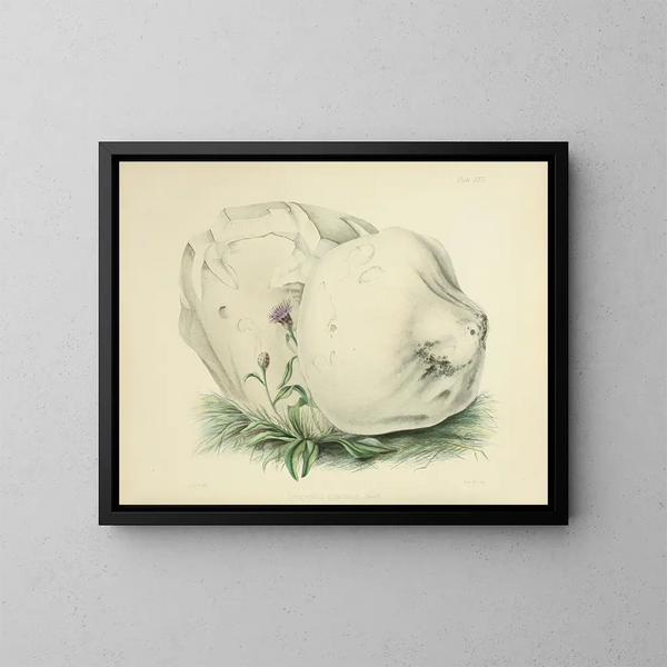 Ilustraciones de micología británica Pl26 - Anna Maria Hussey — cuadro enmarcado en la pared