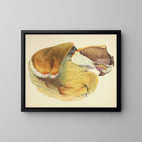 Ilustraciones de la micología británica Pl29 - Anna Maria Hussey — cuadro enmarcado en la pared