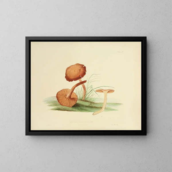 Ilustraciones de la micología británica Pl30 - Anna Maria Hussey — cuadro enmarcado en la pared