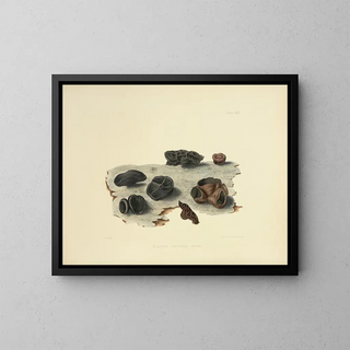 Anna Maria Hussey - Illustrations of British mycology Pl32.webp