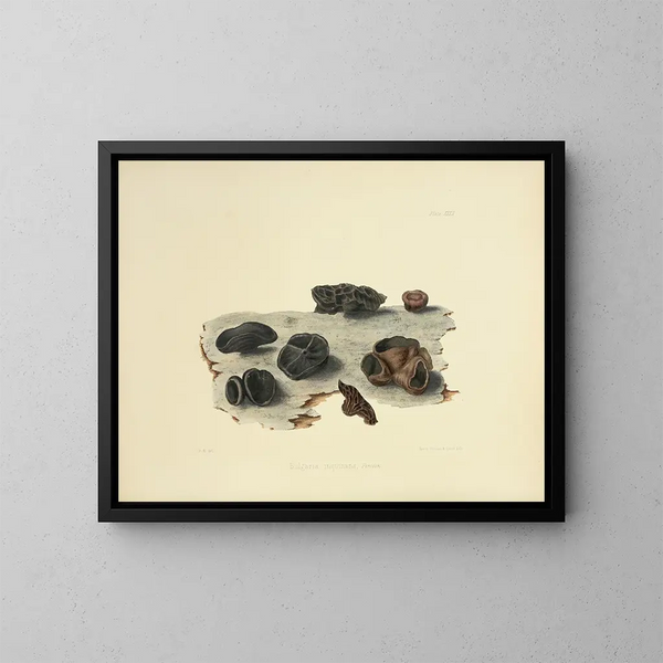 Ilustraciones de la micología británica Pl32 - Anna Maria Hussey — cuadro enmarcado en la pared