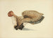 Ilustraciones de micología británica Pl33 - Anna Maria Hussey — vista de la obra