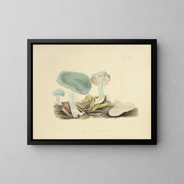 Ilustraciones de la micología británica Pl35 - Anna Maria Hussey — cuadro enmarcado en la pared