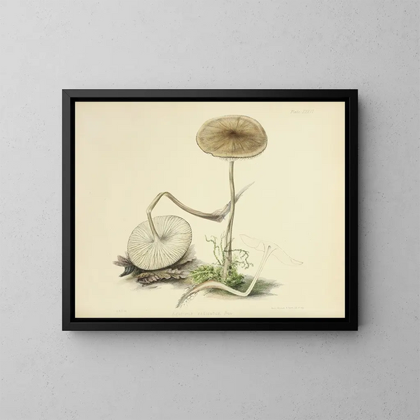 Ilustraciones de la micología británica Pl36 - Anna Maria Hussey — cuadro enmarcado en la pared