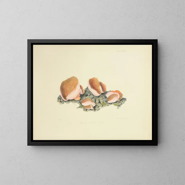 Ilustraciones de la micología británica Pl37 - Anna Maria Hussey — cuadro enmarcado en la pared