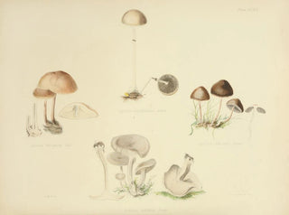 Anna Maria Hussey - Illustrations of British mycology Pl39.webp
