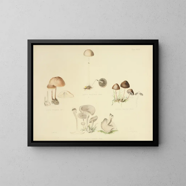 Ilustraciones de micología británica Pl39 - Anna Maria Hussey — cuadro enmarcado en la pared