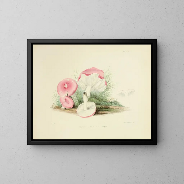 Ilustraciones de la micología británica Pl41 - Anna Maria Hussey — cuadro enmarcado en la pared