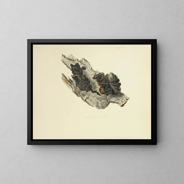 Ilustraciones de la micología británica Pl42 - Anna Maria Hussey — cuadro enmarcado en la pared