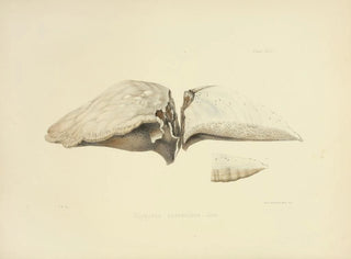Anna Maria Hussey - Illustrations of British mycology Pl43.webp