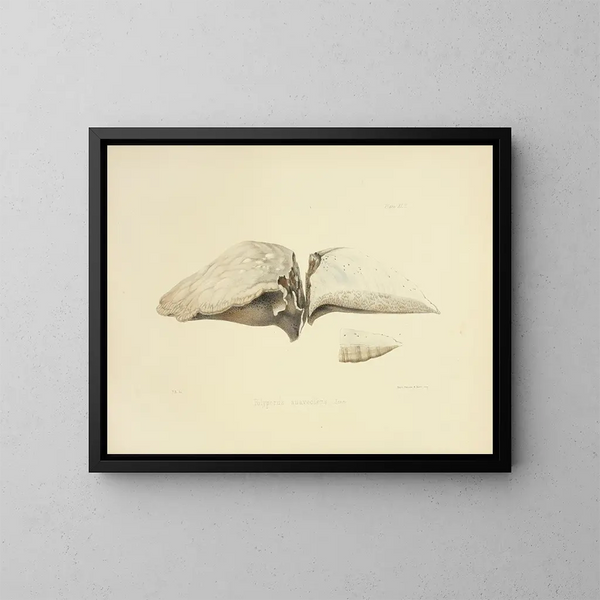 Ilustraciones de la micología británica Pl43 - Anna Maria Hussey — cuadro enmarcado en la pared