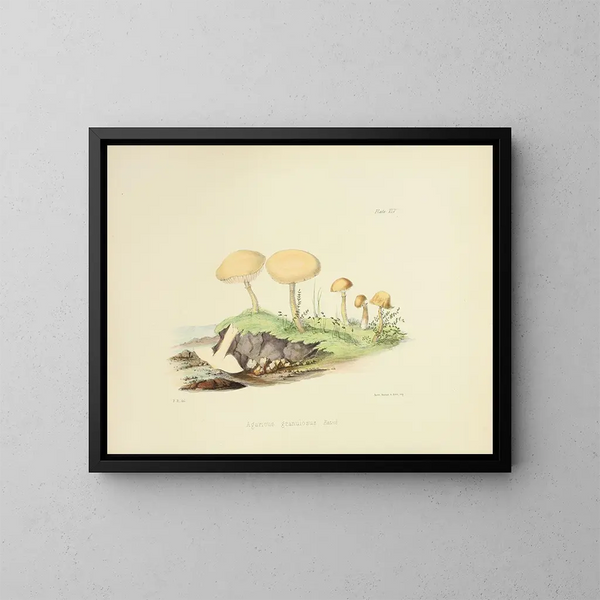 Ilustraciones de la micología británica Pl45 - Anna Maria Hussey — cuadro enmarcado en la pared