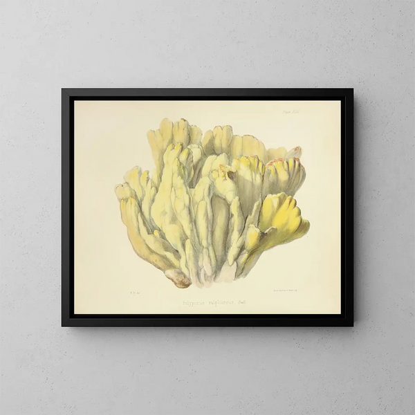 Ilustraciones de la micología británica Pl46 - Anna Maria Hussey — cuadro enmarcado en la pared