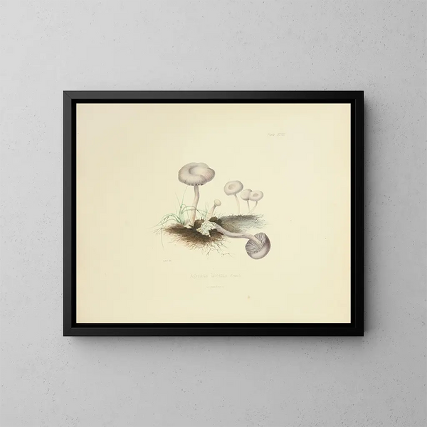 Ilustraciones de la micología británica Pl47 - Anna Maria Hussey — cuadro enmarcado en la pared