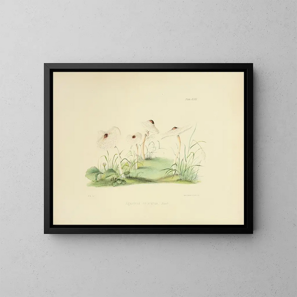 Ilustraciones de la micología británica Pl48 - Anna Maria Hussey — cuadro enmarcado en la pared