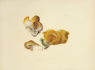 Anna Maria Hussey - Illustrations of British mycology Pl52.webp