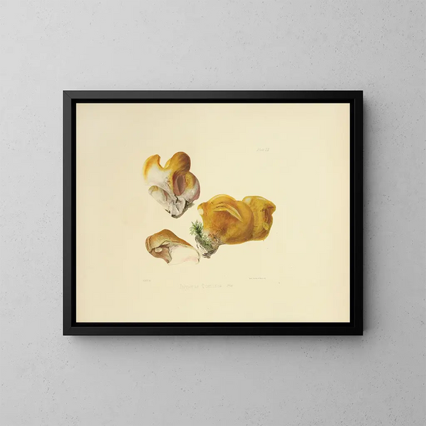 Ilustraciones de la micología británica Pl52 - Anna Maria Hussey — cuadro enmarcado en la pared