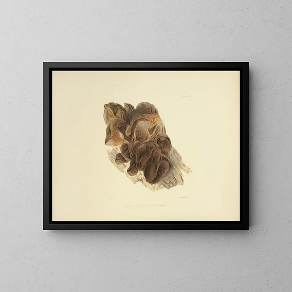 Ilustraciones de la micología británica Pl53 - Anna Maria Hussey — cuadro enmarcado en la pared