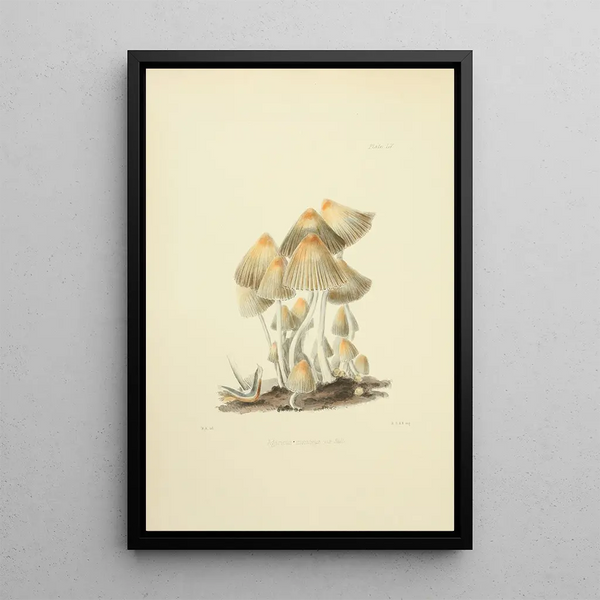 Anna Maria Hussey - Illustrations of British mycology Pl55.webp