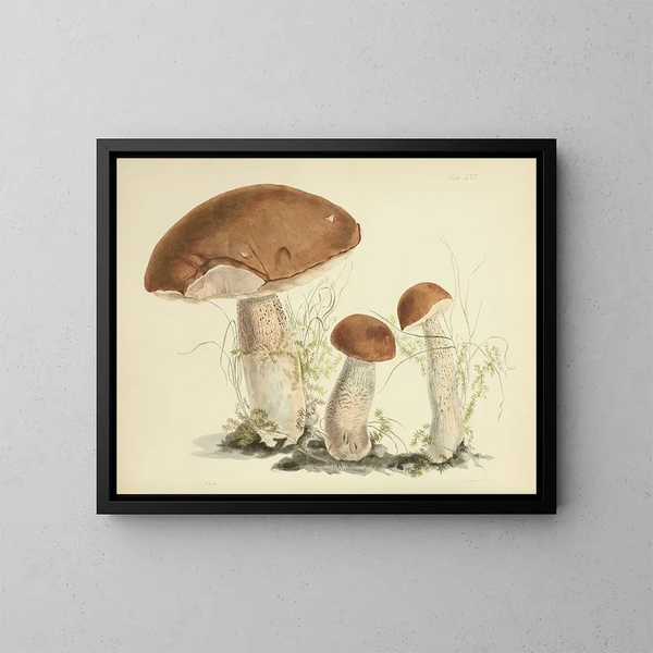 Ilustraciones de la micología británica Pl57 - Anna Maria Hussey — cuadro enmarcado en la pared