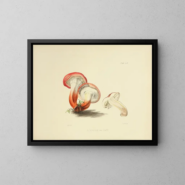 Ilustraciones de la micología británica Pl60 - Anna Maria Hussey — cuadro enmarcado en la pared